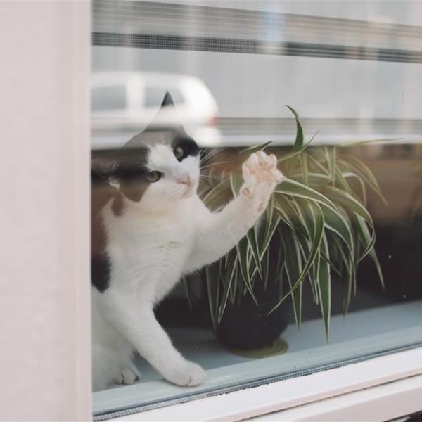 Film adhésif pour vitrage  anti graffitis et sécurité , largeur 152 cm , à partir de 2 m de long